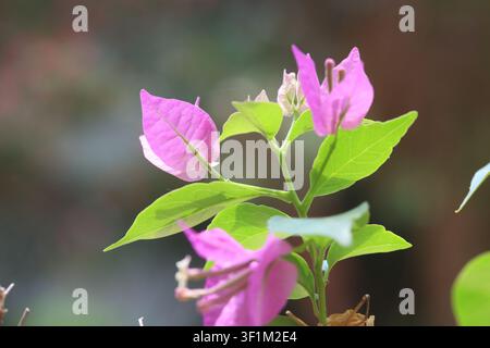 Nahaufnahme von rosa Bougainvillea Stockfoto