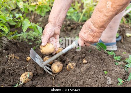 Nahaufnahme der Hände einer älteren Frau, die mit einer Handhacke Kartoffeln in kultiviertem Boden erntet. Frische Kartoffeln, die aus dem Boden auftauchen, repräsentieren Tradition Stockfoto