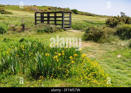 Gelbe Schwertlilie (Iris pseudacorus) und Butterblumen blühen an einem Weg rund um den Llyn Maelog im Frühling. Rhosneigr, Isle of Anglesey, Wales, UK, Britai Stockfoto