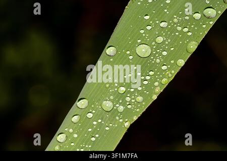 Nahaufnahme von Wassertröpfchen und frischem Morgentau auf einem lebendigen grünen Grashalm vor einem dunklen, unscharfen Hintergrund. Stockfoto