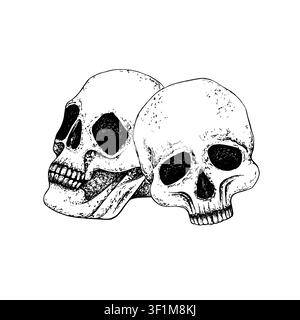 Vektorgrafik-Illustration ganzer menschlicher Schädel und anatomischer Profilhalb-Schädel. Mit weißem Hintergrund. Kupferstichstil oder medizinischer Anatomie-Konzept Stock Vektor