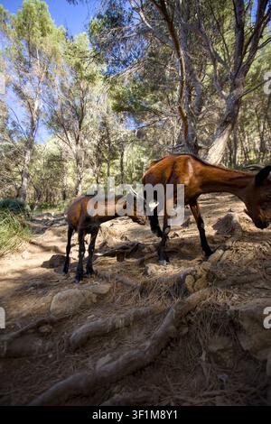 Zwei wilde mallorquinische Ziegen, die in einem Kiefernwald entlang eines Bergpfades fressen Stockfoto