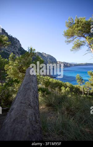Wilde Pinie, die auf einem steilen Berghang wächst und über die türkisfarbenen Gewässer von Coll Baix Beach in Mallorca blickt Stockfoto