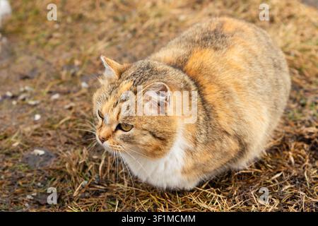 niedliches beiges Kätzchen liegt auf braunem Gras und schaut weg. Farm-Haustierkatze ruht sich draußen beim Spaziergang aus. Pflege und Hilfe für obdachlose Tiere Stockfoto