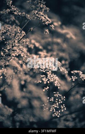 Zarte Schaumblumen in weichem Fokus vor einem stimmungsvollen, sepiafarbenen Waldhintergrund. Elegante botanische Kunst. Stockfoto