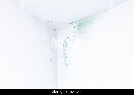 Grüner giftiger Schimmel und Mehltau, die in der Ecke einer weißen Wand und Decke in einem Haus wachsen Stockfoto