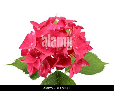 Rote Hortensie, auch bekannt als Hortensia, isoliert auf weißem Hintergrund. Ihr wissenschaftlicher Name ist Hydrangea Macrophylla Stockfoto