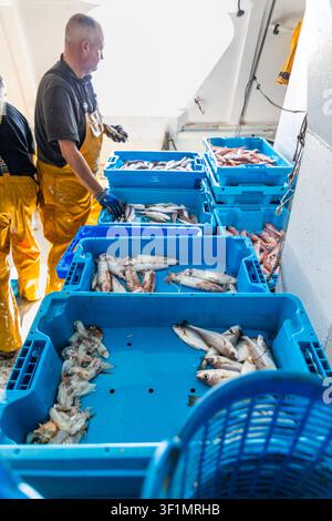 Kommerzieller Fischer in gelber wasserdichter Ausrüstung sortiert frischen Fisch und Tintenfisch in blauen Plastikboxen auf dem Deck eines Fischereifahrzeugs, wobei Meeresfrüchte und fi Stockfoto