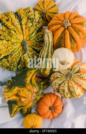 Oberblick über verschiedene dekorative Kürbisse und Kürbiskerne in Grün, Orange, Gelb und Weiß auf weichem weißem Tuch, die einen rustikalen Herbsternte-Hintergrund bilden Stockfoto