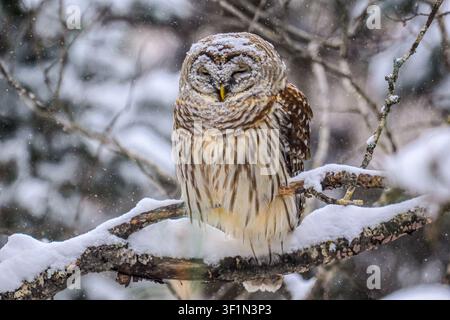Sperlingskauz (Strix varia), Greater Sudbury, Ontario, Kanada Stockfoto