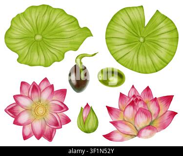 Botanische Sammlung von rosa Lotusblüten, grünen Blättern und Samen. Handgezeichnete Elemente des Lebenszyklus isolierter Seerosen. Blumeneleme Stockfoto