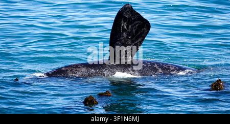 Eine seitliche Nahaufnahme eines Südlichen Rightwals in Hermanus in Südafrika Stockfoto