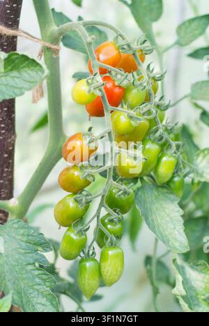 Tomaten, die an der Rebe reifen, Stockfoto