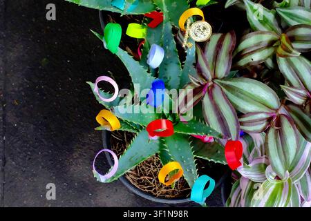 Oberblick auf eine stachelige Aloe-Vera-Pflanze, geschmückt mit Bändern (Mexiko-Stadt, CDMX, Mexiko) Stockfoto
