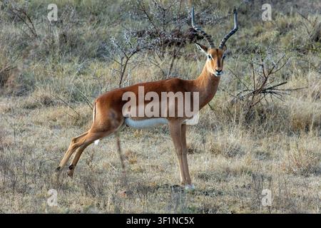Mittelformat-Aufnahme eines Impala in der Savanne in Südafrika Stockfoto