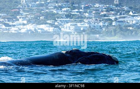 Mittlere Nahaufnahme eines Südlichen Right-Wals im Atlantik in der Nähe von Hermanus in Südafrika Stockfoto