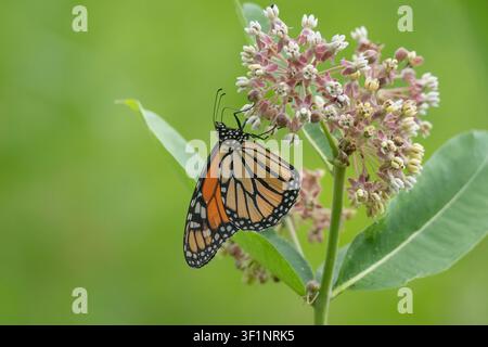 Nahaufnahme eines Monarchfalken (Danaus Plexippus), der an einer gewöhnlichen Wolfsmilchblüte füttert Stockfoto