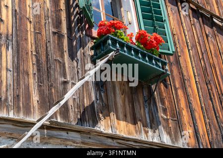 Traditionelle österreichische Holzhaustür mit Nahaufnahme auf Katzenleiter, die zu einem Blumenkasten am Fenster mit blühenden roten Geranien und grünen rustikalen Fensterläden führt Stockfoto