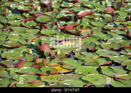 Eine Nahaufnahme der Textur von runden grünen Nymphaea-(Seerosen-)Blättern, die im Sommer auf der dunklen Oberfläche eines stillen Teiches oder Sees schwimmen. Stockfoto