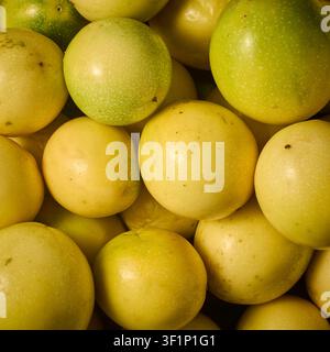 Haufen frischer gelber Passionsfrüchte im Vollbild, reife tropische Maracuja-Früchte mit glatter Schale, von oben in Nahaufnahme aufgenommen, gesundes Tropenobst Stockfoto