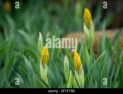 Iris pumila 'Orange Caper' (Zwergbartiris) Blütenknospen beginnen sich in einem Frühlingsgarten zu öffnen. Nahaufnahme botanisches Foto. Stockfoto