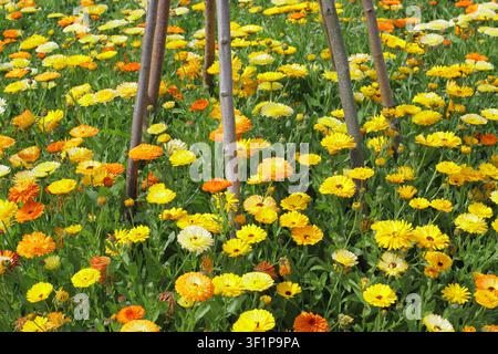 Calendula officinalis. Ringelblumen in einem englischen Garten .UK Stockfoto