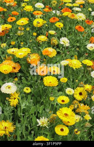 Calendula officinalis. Ringelblumen in einem englischen Garten .UK Stockfoto