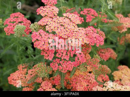 Achillea 'Forncett Fletton' Schafgarbe. Auch genannt Achillea millefolium 'Forncett Fletton' blühend in einem englischen Garten im Sommer. UK Stockfoto