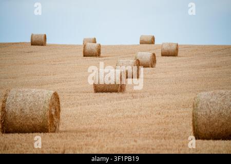 Goldene Heuballen auf einem abgeernteten Feld Stockfoto