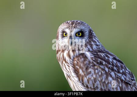 Kurzohliger Kauz (Asio flammeus) Nahaufnahme eines Adulten, der im späten Frühling / frühen Sommer auf einem Zaunpfahl entlang eines Feldes sitzt Stockfoto