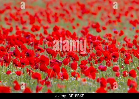 Mohnblumen / roter Mohn / Maismohn (Papaver rhoeas) blüht auf Wiese / Grünland mit Knospen und Blüten im Frühjahr Stockfoto