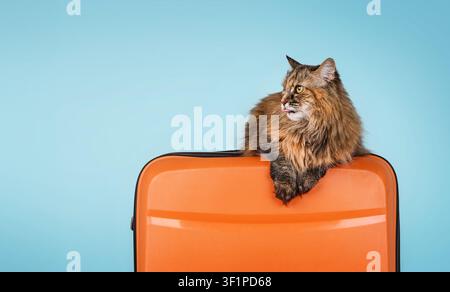 Langhaarige Tabby-Katze sitzt in einem orangefarbenen Koffer auf blauem Hintergrund Stockfoto
