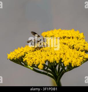 Makroaufnahme einer flauschigen Bienenfliege mit gemusterten Flügeln, die Nektar auf einer leuchtend gelben Schafgarbenblüte sammelt. Detailliertes Bild des Insekts vor einem verschwommenen Gr Stockfoto