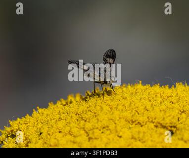 Makroaufnahme einer flauschigen Bienenfliege mit gemusterten Flügeln, die Nektar auf einer leuchtend gelben Schafgarbenblüte sammelt. Detailliertes Bild des Insekts vor einem verschwommenen Gr Stockfoto