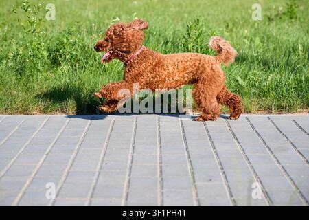 Energischer roter Toy-Pudel läuft schnell auf dem Bürgersteig in der Nähe von grünem Gras. Kleiner lockiger Hund in Bewegung an einem sonnigen Tag im Park. Verspieltes reinrassiges Haustier genießt Stockfoto