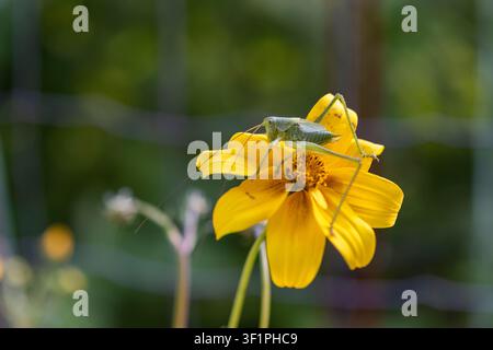 Horizontale Makrofotografie eines grünen Grashüpfers auf einer gelben Blume mit einem hellgrün verschwommenen Hintergrund. Frische natürliche Farben und großzügiger Kopierraum Stockfoto