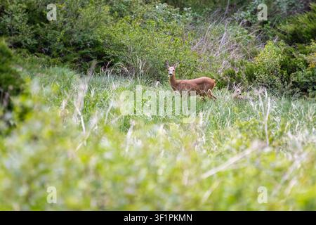 Reh und Rehkitz getarnt in hohem grünem Gras auf einem Hügel in Zermatt, Schweiz Stockfoto