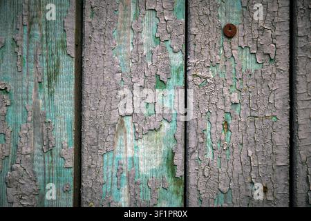 Altes Holzlattenzaunpaneel mit abblätternder violett-grauer Farbe über blaugrün verwittertem Holz und rostigem Nagel Stockfoto