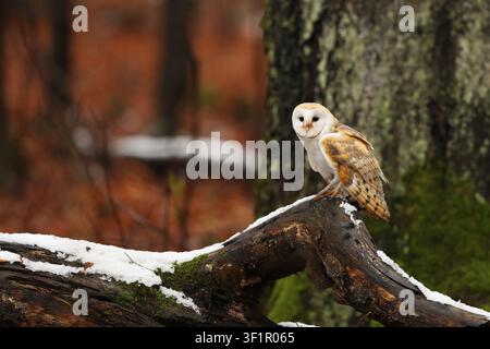 Wunderschöne Scheuneneule (Tyto alba), die am späten Nachmittag thront. Scheuneneule (Tyto alba) im Buchenwald im Hintergrund. Wilde Szene aus der Natur, Tschechisch Stockfoto