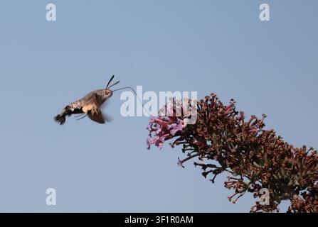 Ein Kolibri-Falkenfalter ernährt sich von Buddleia in Sussex Stockfoto