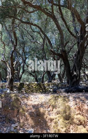 Alte Olivenbäume mit knorrigen Stämmen, die über eine moosige Steinmauer in einem traditionellen griechischen Obstgarten wachsen und eine zeitlose Landschaft schaffen Stockfoto