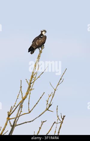 Ein Fischadler (Pandion haliaetus) sitzt auf einem toten Baum, Nordrhein-Westfalen, Deutschland Stockfoto