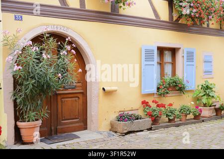 Haus mit verschiedenen Pflanzen in Blumentöpfen, Eguisheim, Haut-Rhin, Elsaß, Grand Est, Frankreich Stockfoto