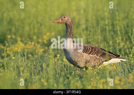 Eine Graugans (Anser anser) steht auf einer Wiese, Nordrhein-Westfalen, Deutschland Stockfoto