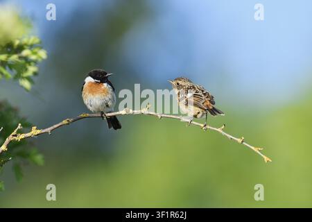 Schwarzkehl-Wintergoldhähnchen (Saxicola rubicola), ein Männchen und ein Jungvogel auf einem Zweig, Nordrhein-Westfalen, Deutschland Stockfoto
