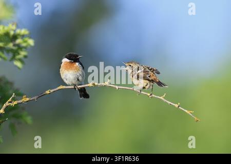 Schwarzkehl-Waldlaubsänger (Saxicola rubicola), ein Männchen und ein bettelndes Jungvogel, der auf einem Zweig sitzt, Nordrhein-Westfalen, Deutschland Stockfoto