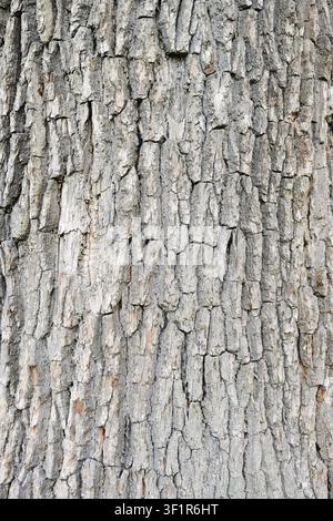 Englische Eiche (Quercus robur, Quercus pedunculata), Rinde Detail, Nordrhein-Westfalen, Deutschland Stockfoto