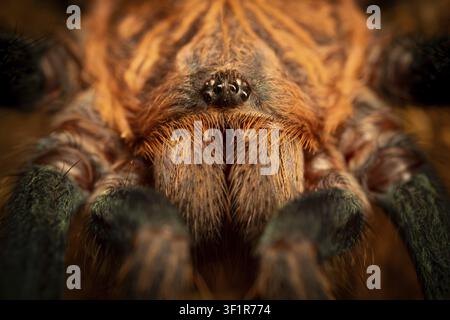 Nahaufnahme der Vorderseite einer Vogelspinne mit detailliertem Fell, Chromatopelma cyaneopubescens, auch bekannt als grüne Stiefelblaue Vogelspinne der GBB-Spinnen, Terr Stockfoto