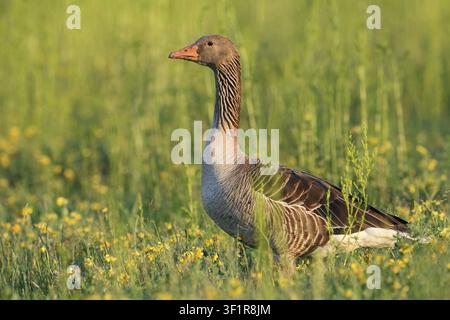 Eine Graugans (Anser anser) steht auf einer Wiese, Nordrhein-Westfalen, Deutschland Stockfoto