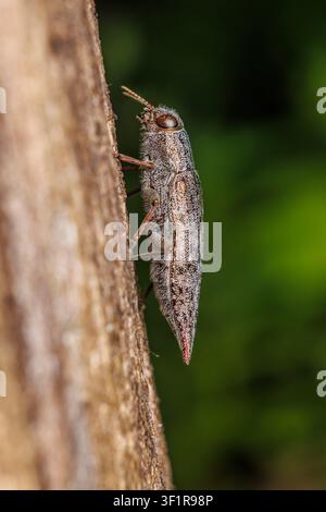 Weiblicher Flachkopf-Hartholzbohrer (Dicerca divaricata) an der Seite eines toten Amerikanischen Buchenbaums (Fagus grandifolia). Stockfoto